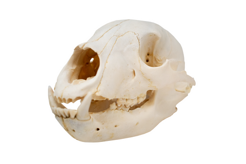 Image of black bear skull #3