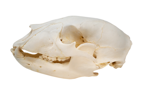 Image of black bear skull #3