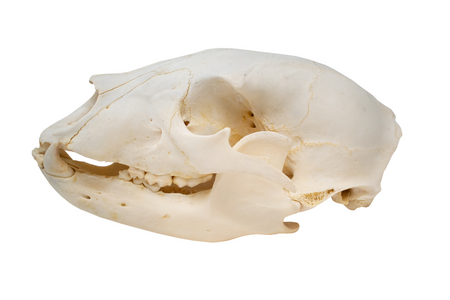 black bear skull #3