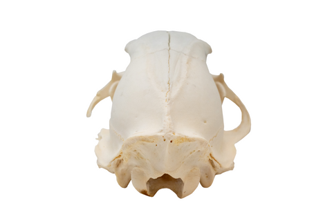 Image of black bear skull #3