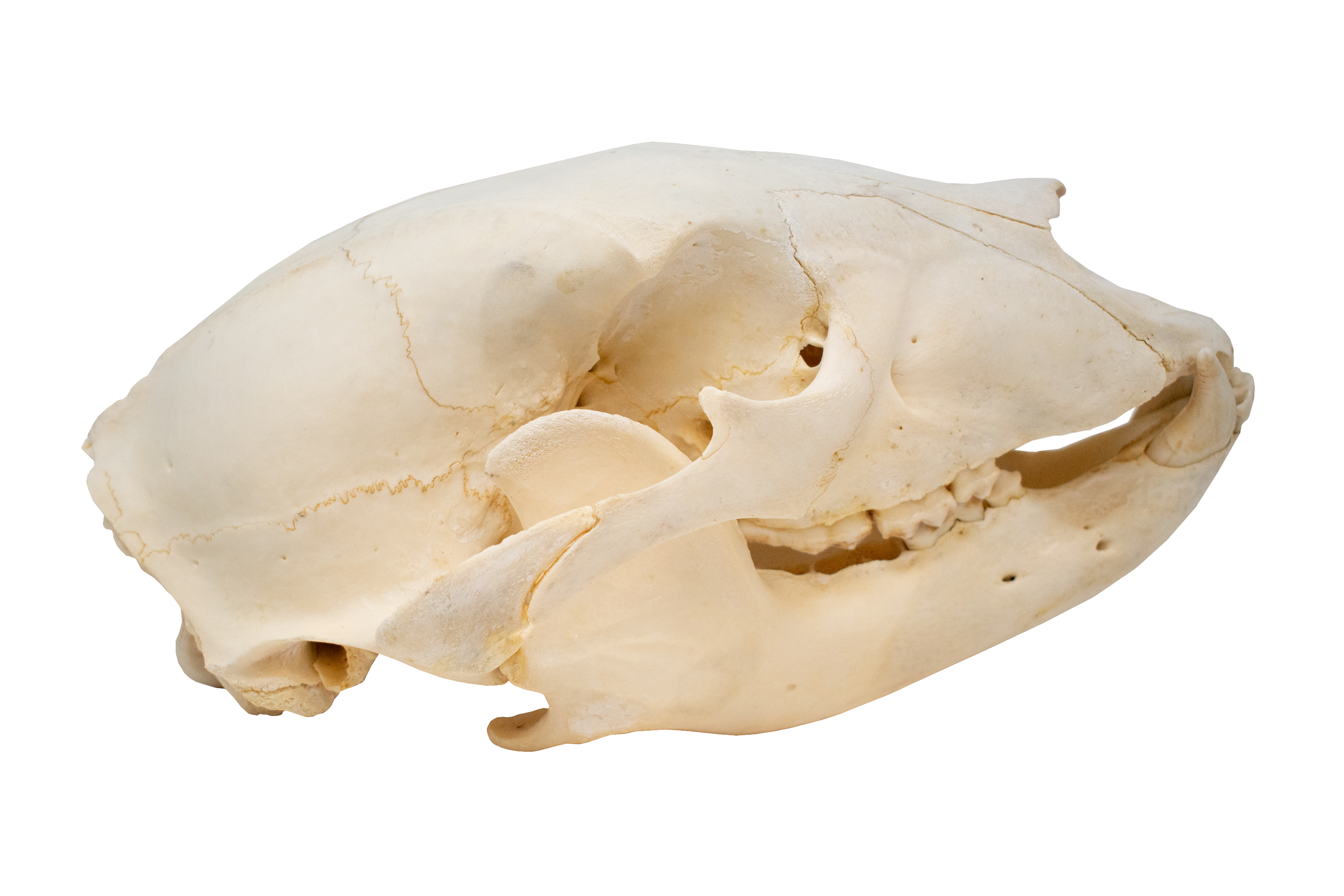 black bear skull #4