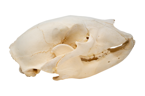 Image of black bear skull #3