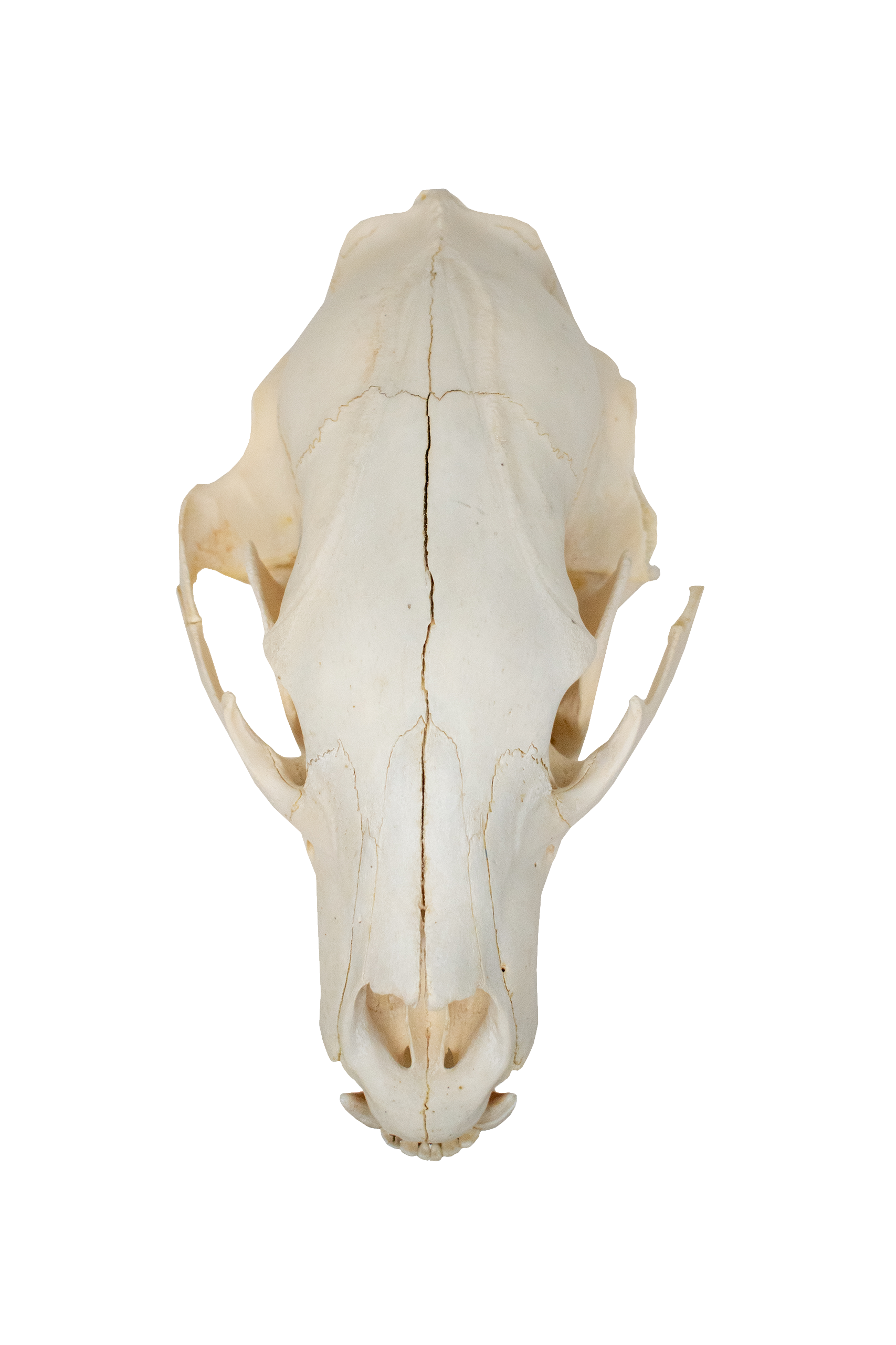 black bear skull #4