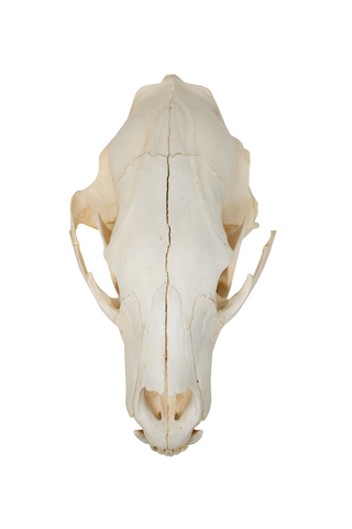 Image of black bear skull #3