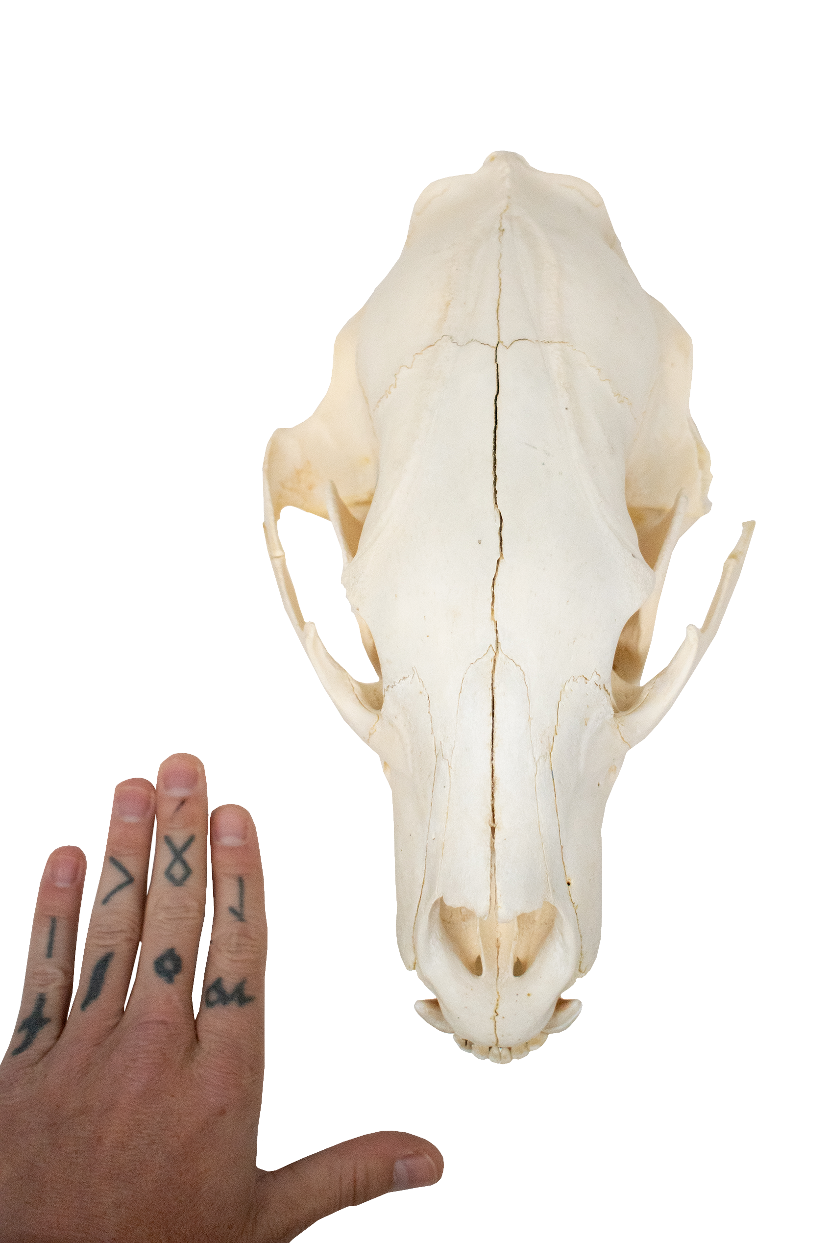 black bear skull #4