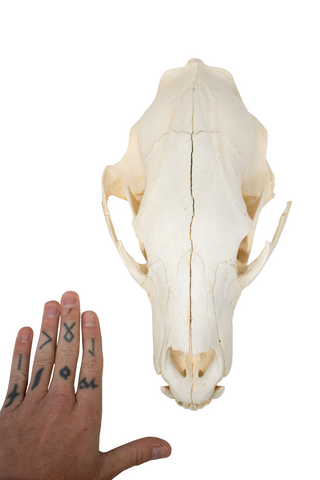 Image of black bear skull #3