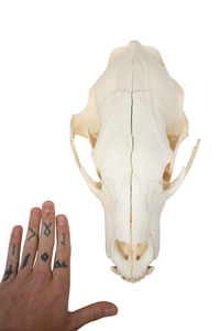 black bear skull #3