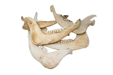 Image of cow jawbone