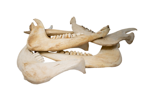 Image of cow jawbone