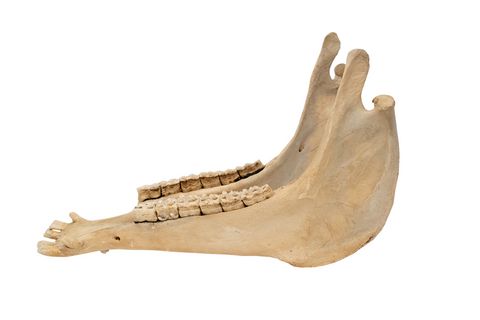 Image of attached pig jawbone