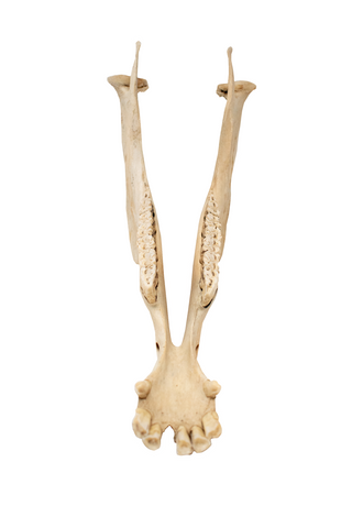 Image of attached pig jawbone