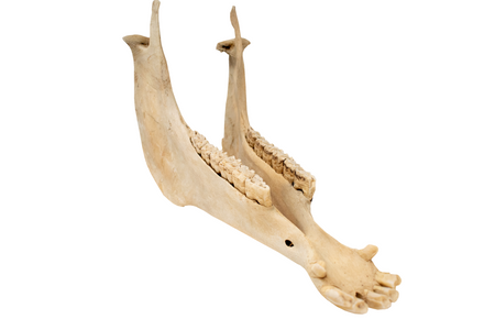 attached pig jawbone