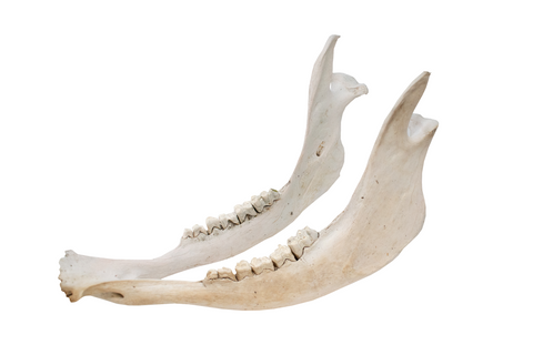 Image of attached pig jawbone - white set