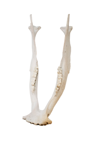 Image of attached pig jawbone - white set