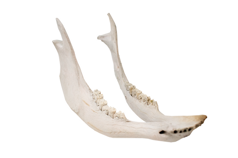 Image of attached pig jawbone - white set