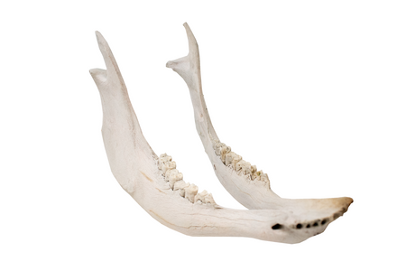 attached pig jawbone - white set