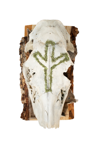 Image of Mossy Algiz Rune Elk Skull Hanger #2