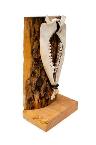 Image of Home protection double deer jawbone altar