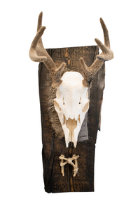 wolf bone mannaz rune european mount