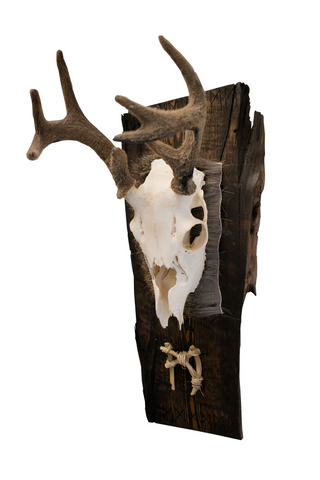 Image of wolf bone mannaz rune european mount