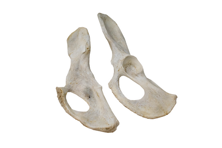 mountain lion (cougar) hip bone