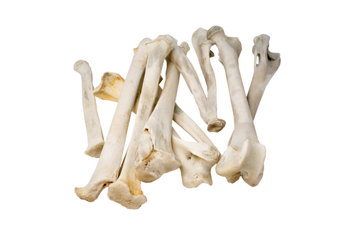 Image of mountain lion (cougar) leg bone