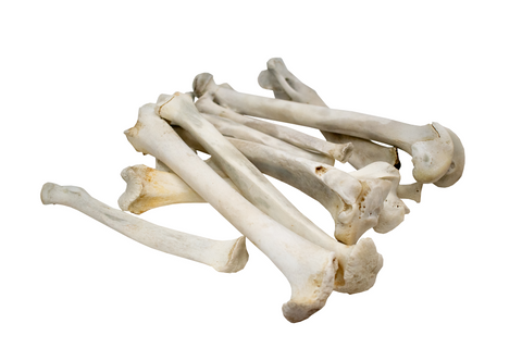 Image of mountain lion (cougar) leg bone