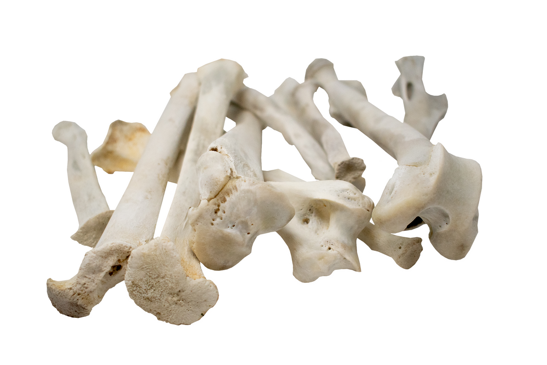mountain lion (cougar) leg bone – Oreamnos Oddities