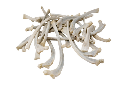 mountain lion (cougar) rib bone