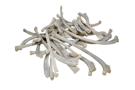 mountain lion (cougar) rib bone