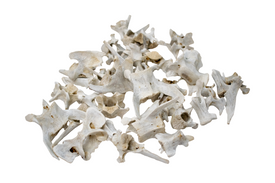 Mountain Lion Vertebra – Ritual Bone for Altar or Display