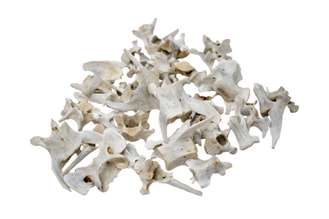 Image of mountain lion (cougar) vertebra