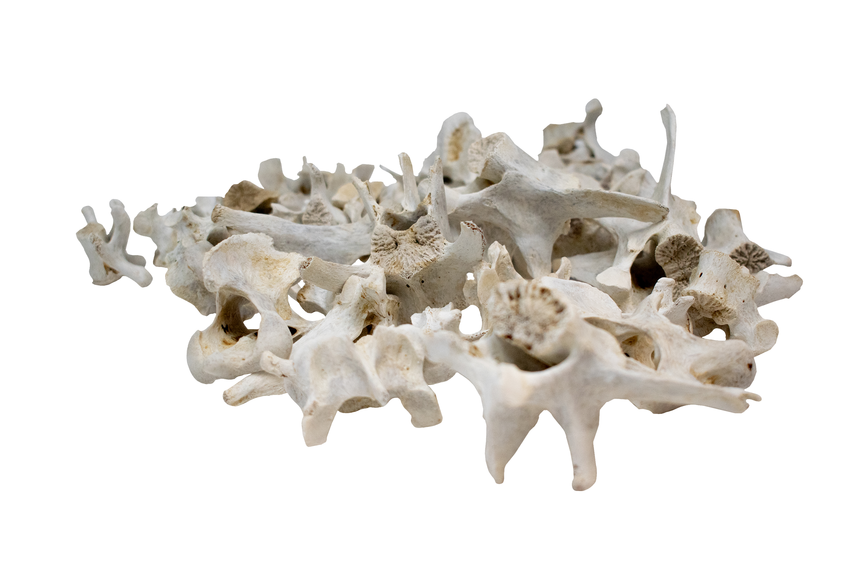 Mountain Lion Vertebra – Ritual Bone for Altar or Display