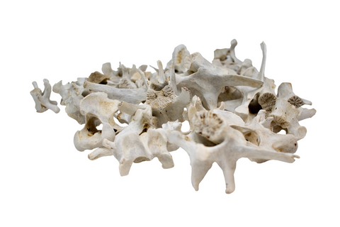 Image of mountain lion (cougar) vertebra