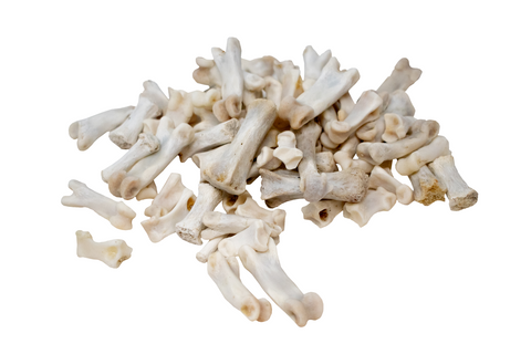 Image of mountain lion (cougar) toe and tail bones