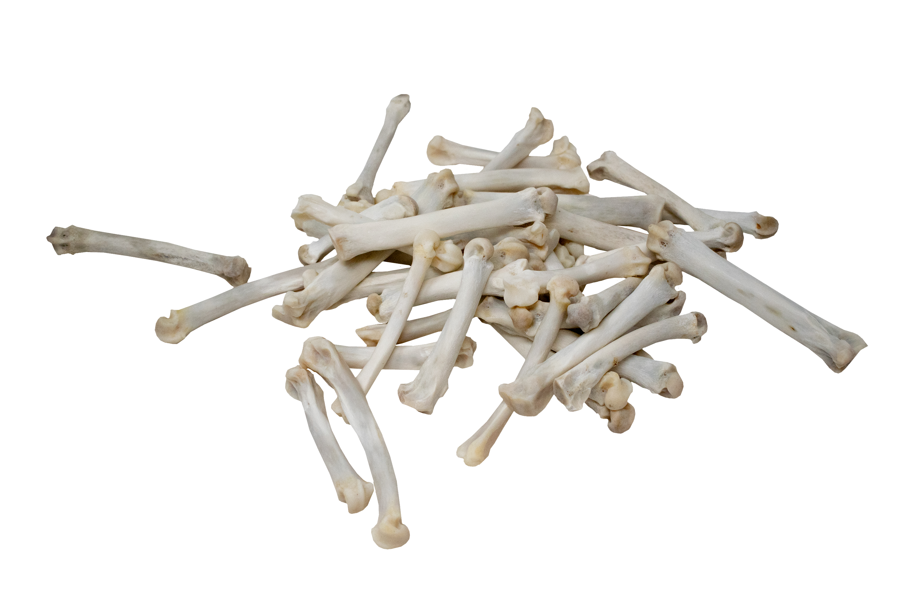 Ethically Sourced Mountain Lion Metacarpal Bone