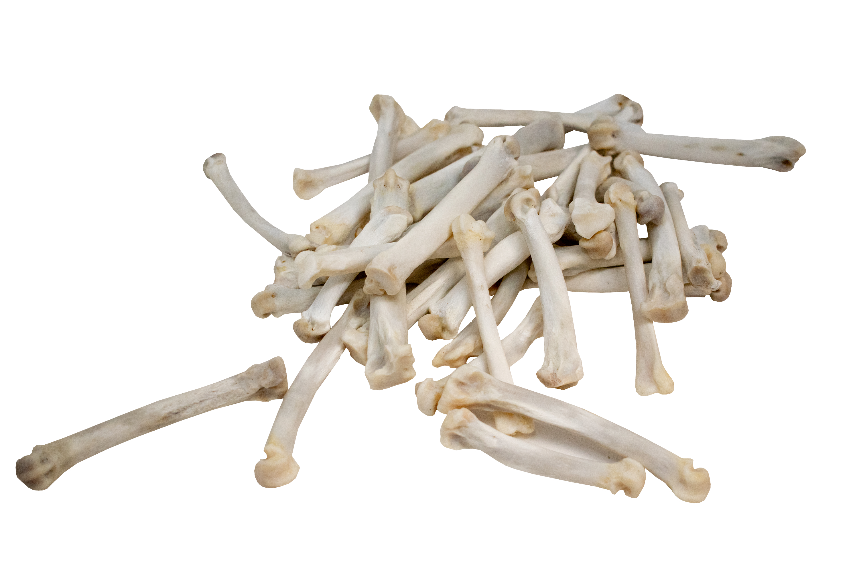 Ethically Sourced Mountain Lion Metacarpal Bone