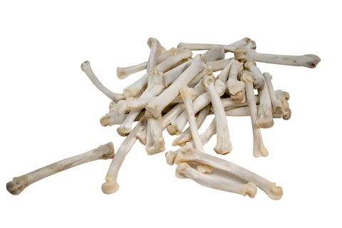 Image of mountain lion (cougar) foot bone (metacarpal)