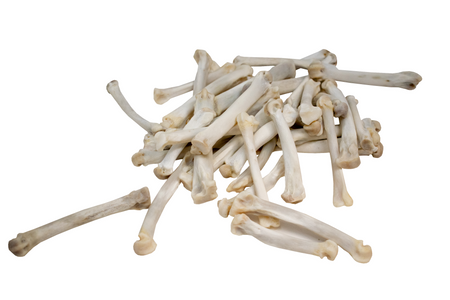 mountain lion (cougar) foot bone (metacarpal)