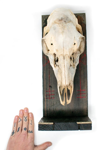 Image of Odin bindrune deer skull altar