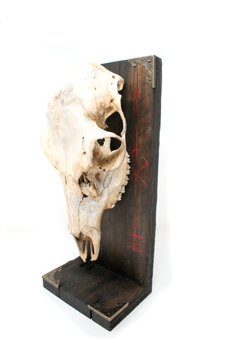 Image of Odin bindrune deer skull altar