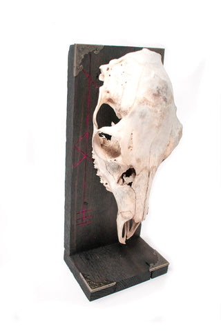 Image of Odin bindrune deer skull altar