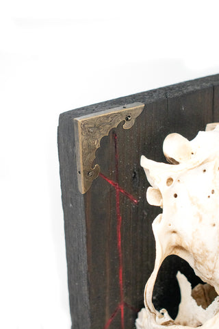 Image of Odin bindrune deer skull altar