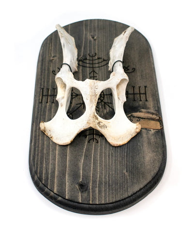 Image of veldismagn & deer hip wall hanger