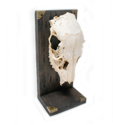 Image of repeating Odin bindrune deer skull altar