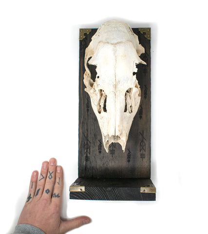 Image of repeating Odin bindrune deer skull altar