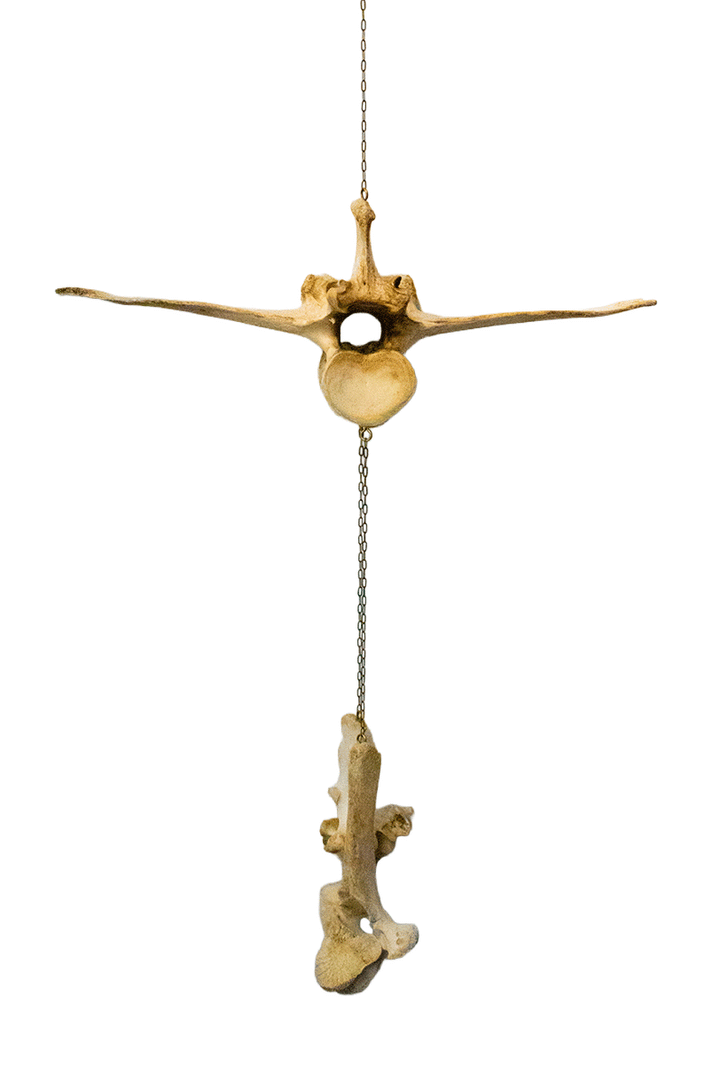 Elk & cow bone wind chime