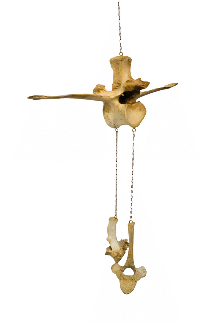 Elk & cow bone wind chime