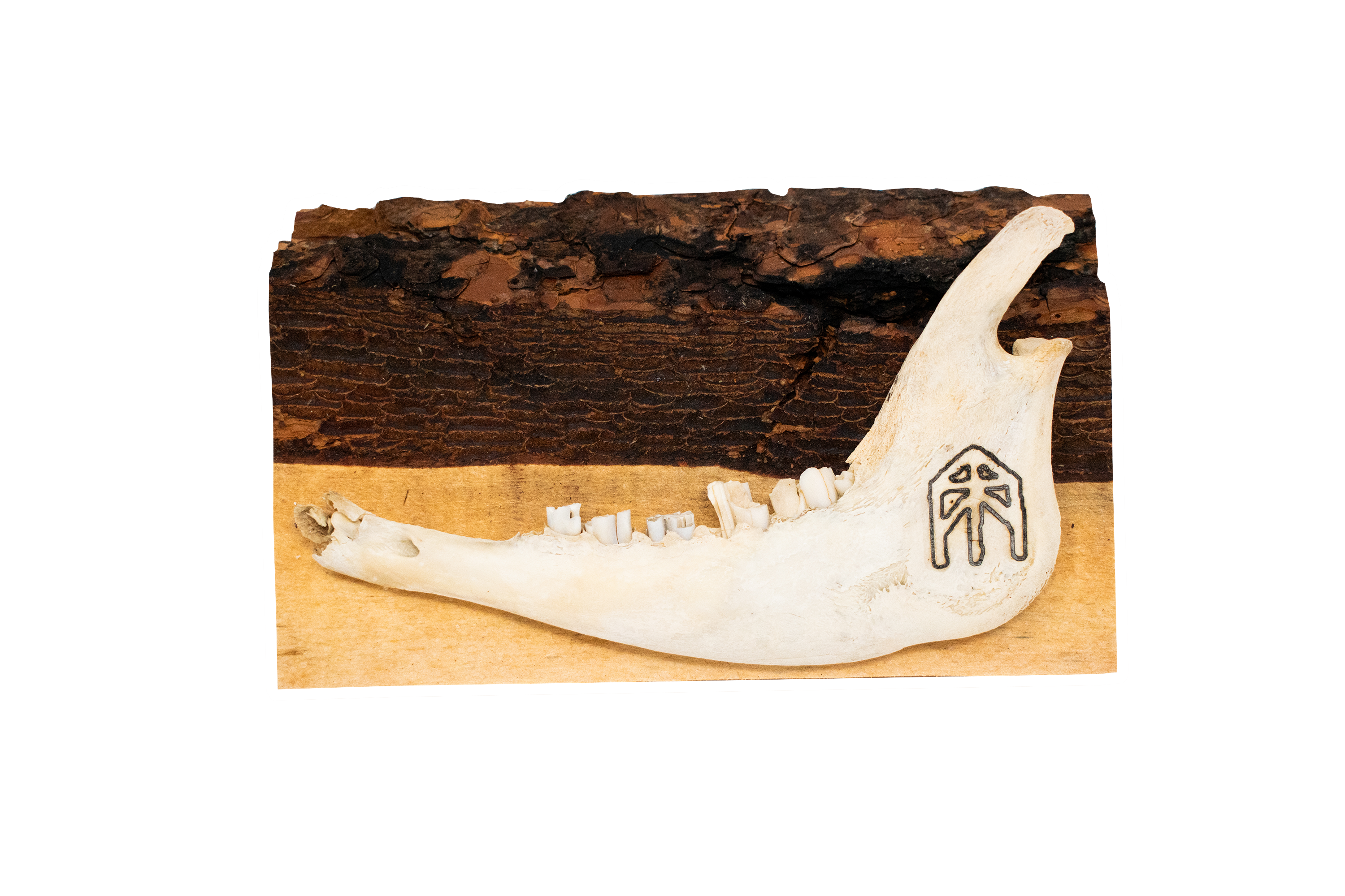 live edge jawbone wall hanger