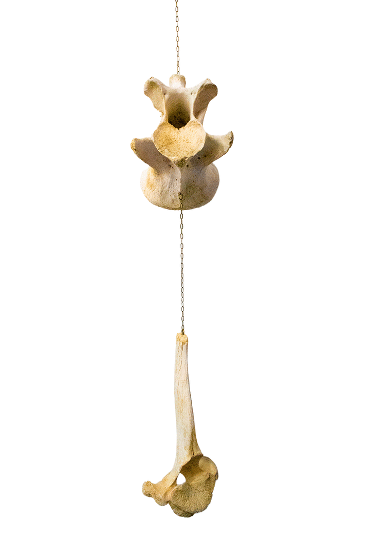 Cow bone wind chime
